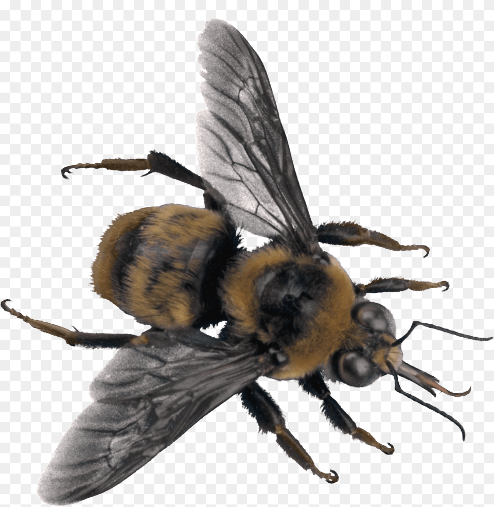 Bee Large Transparent, Animal, Apidae, Bumblebee, Insect Png