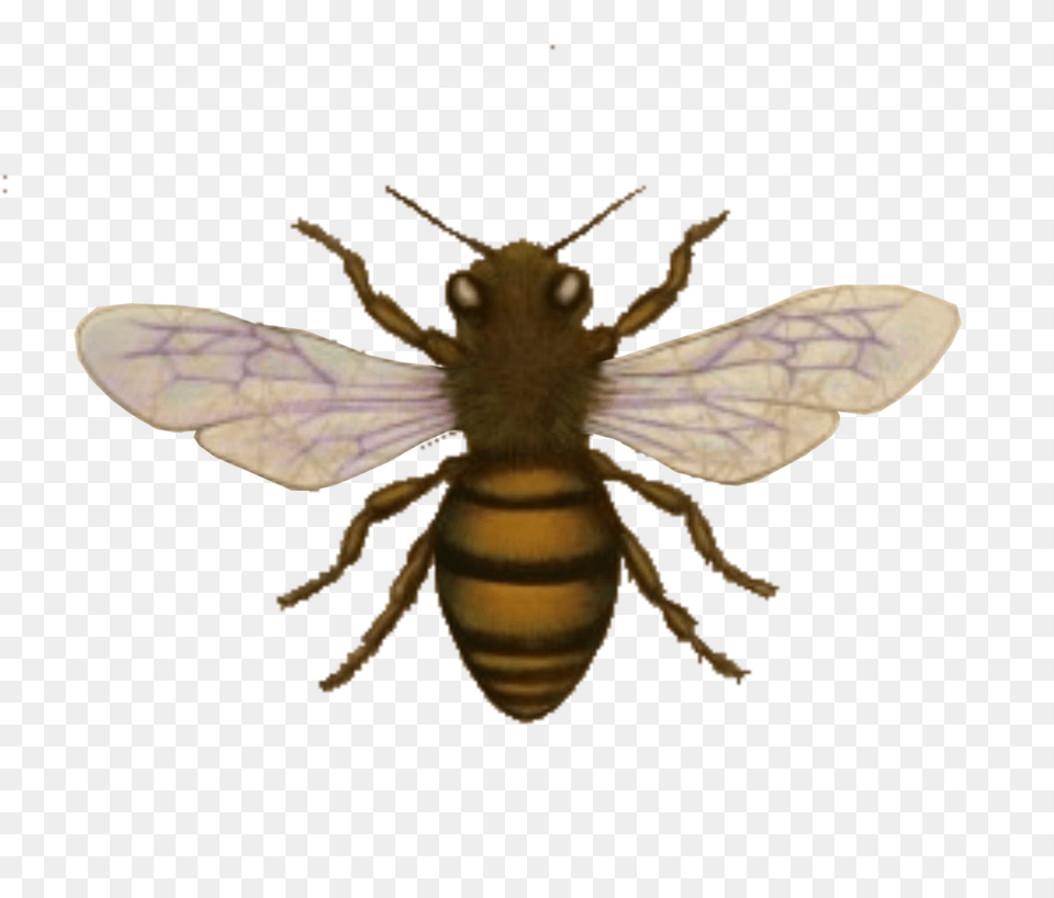 Bee Look The Nook Graphics And Images This Week Images Honey Bee Body, Animal, Honey Bee, Insect, Invertebrate Free Png