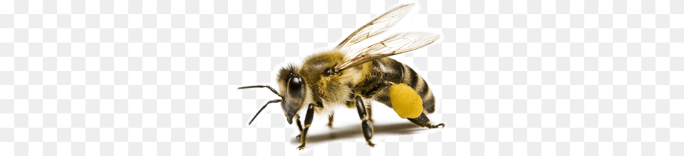 Bee Nectar, Animal, Invertebrate, Insect, Honey Bee Png