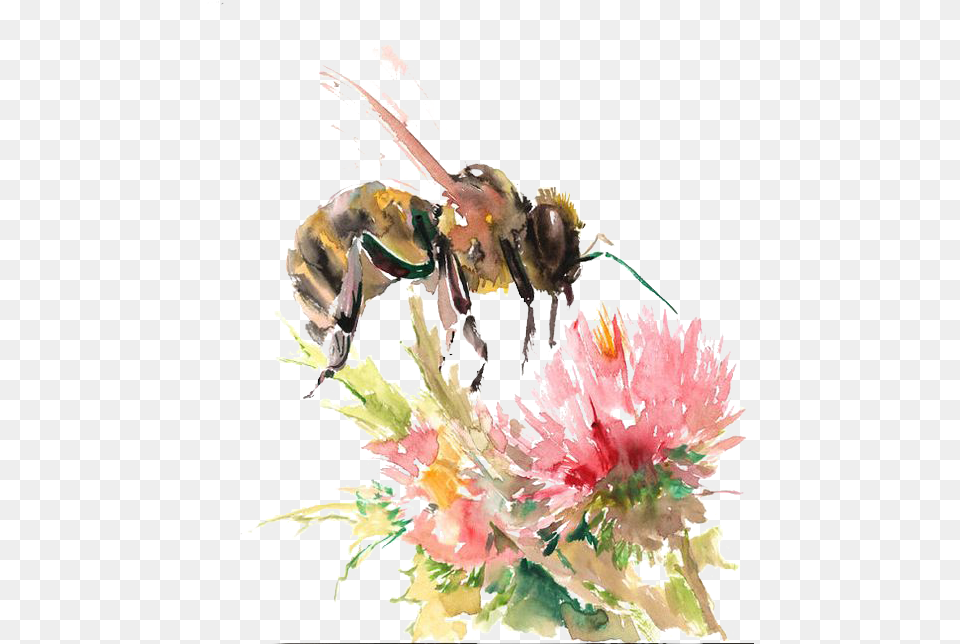 Bee On Flower Drawing, Animal, Honey Bee, Insect, Invertebrate Free Png