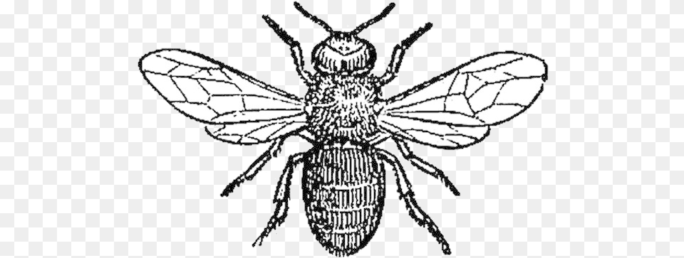 Bee Pest Affecting Honey Bees Clipart Transparent Drone Bee Black And White, Animal, Insect, Invertebrate, Wasp Free Png Download