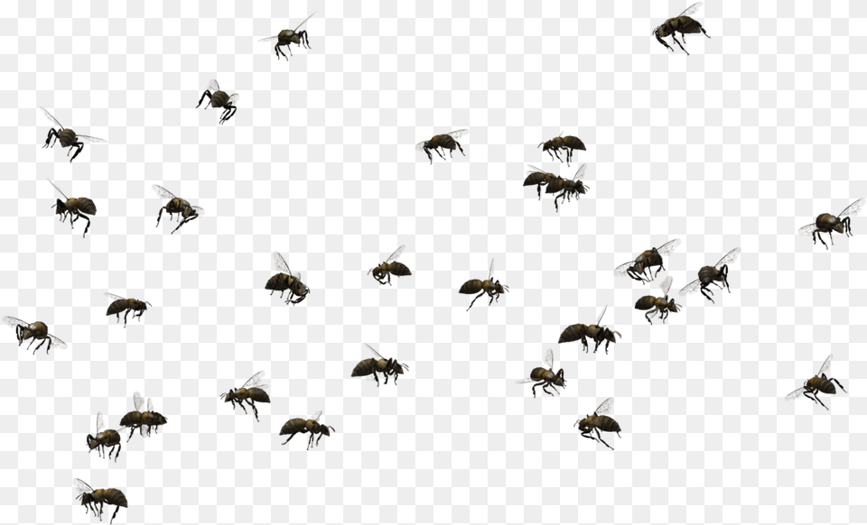 Bee Pic Swarm Of Bees, Animal, Bird, Flying, Wildlife Free Png Download