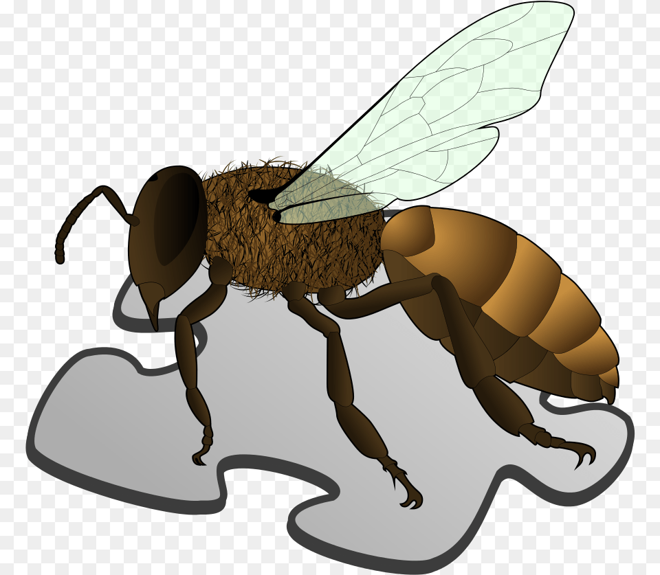 Bee Picture Anatomy Of A Sandfly, Animal, Honey Bee, Insect, Invertebrate Png