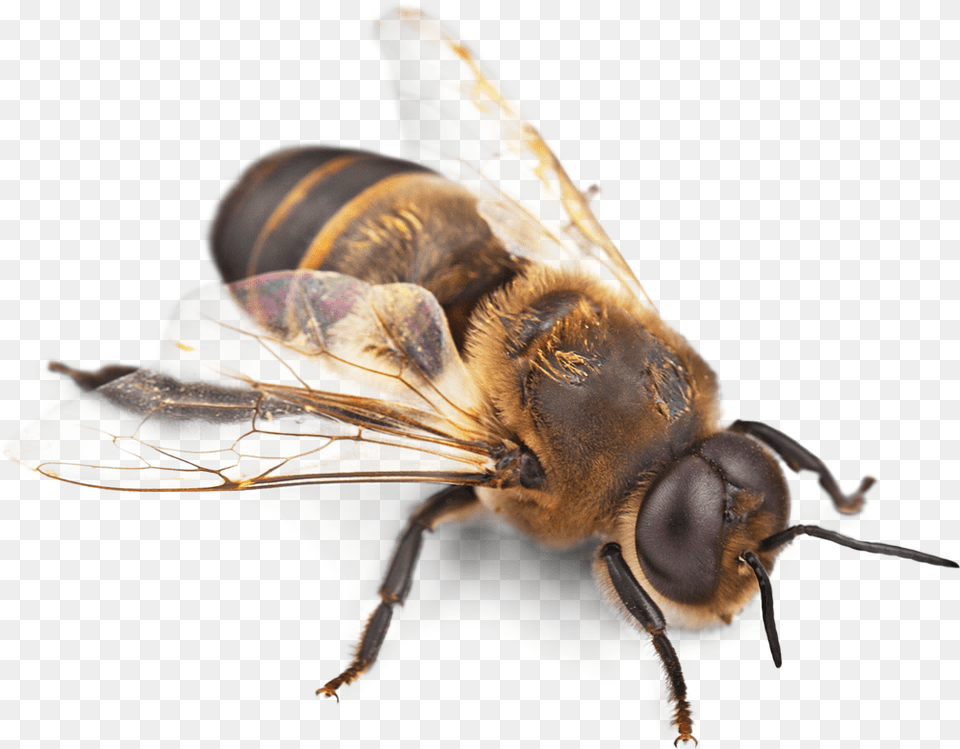 Bee Picture Images Download Honey Bullet Ant Amazon Rainforest, Animal, Honey Bee, Insect, Invertebrate Free Transparent Png