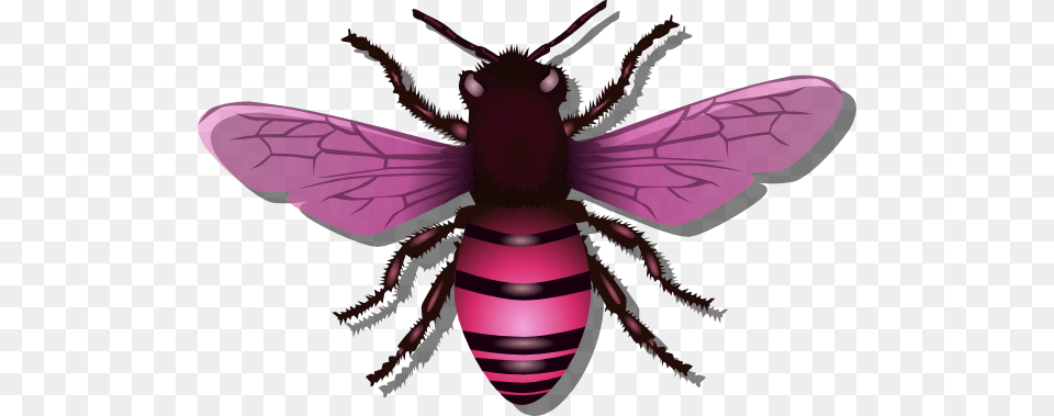 Bee Pink Image Clipart Bee Insect, Animal, Invertebrate, Honey Bee, Wasp Png