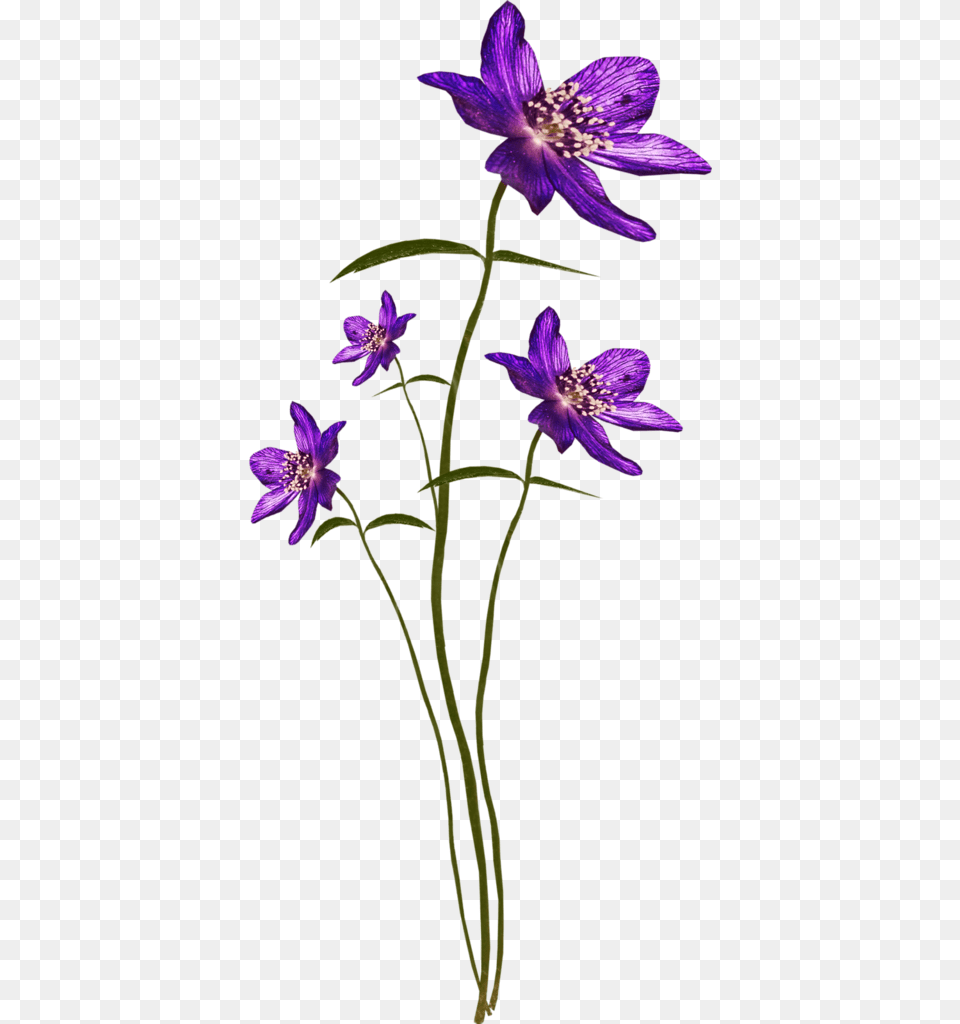 Bee Purplerain El144 Iris Versicolor, Flower, Geranium, Plant, Purple Png