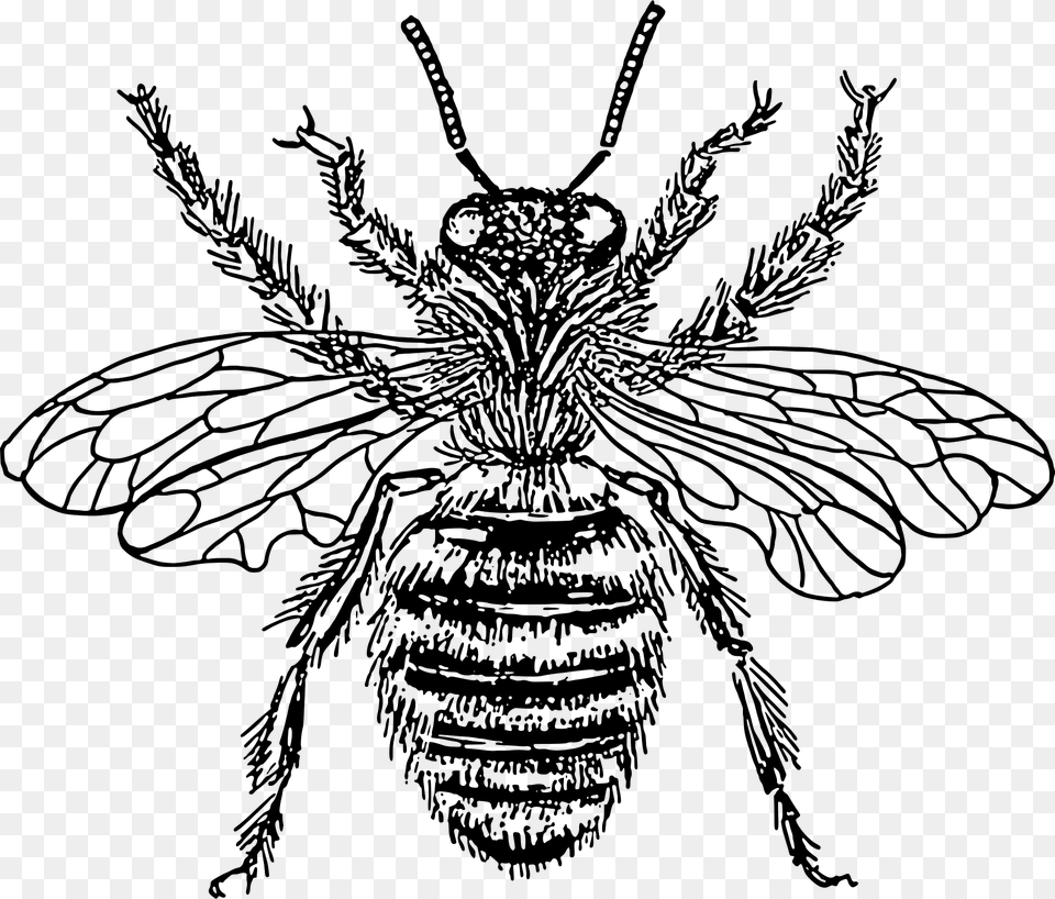 Bee Queen Clipart, Animal, Insect, Invertebrate, Wasp Png