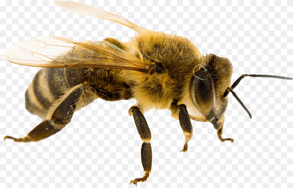 Bee Queen No Background Real Life Queen Bee, Animal, Honey Bee, Insect, Invertebrate Free Transparent Png