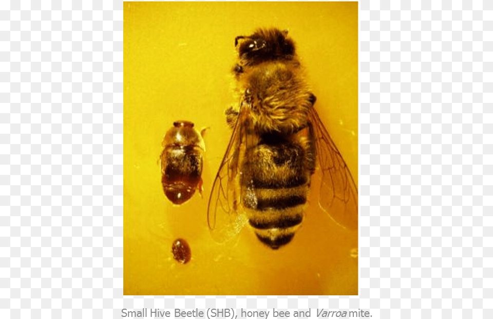 Bee Shb Varroa Honeybee, Animal, Honey Bee, Insect, Invertebrate Free Transparent Png