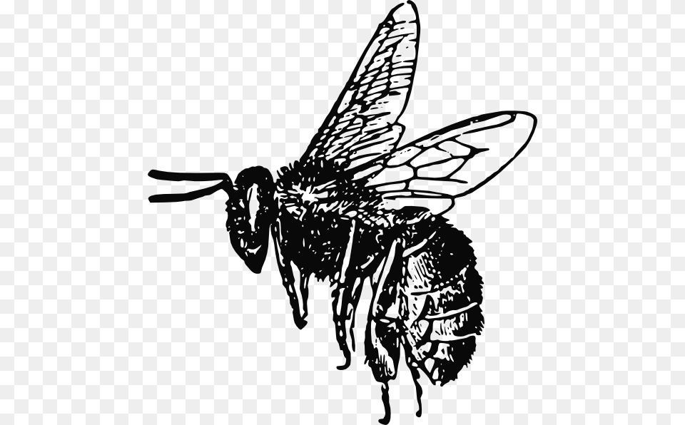 Bee Svg Clip Arts Realistic Bee Clip Art Black And White, Animal, Insect, Invertebrate, Wasp Free Png