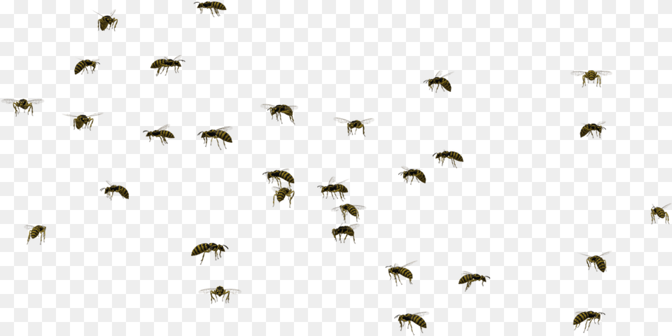Bee Swarm, Animal, Bird, Flying, Flock Free Png