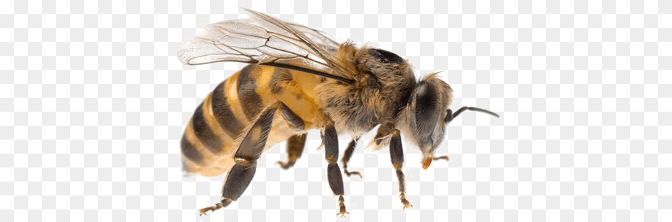 Bee Transparent Background Bee, Animal, Invertebrate, Insect, Honey Bee Png Image