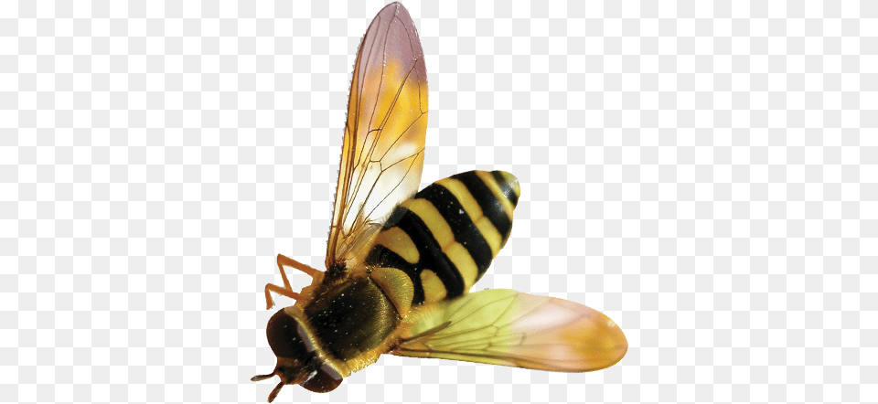 Bee Background Bee Animal, Insect, Invertebrate, Wasp Free Transparent Png