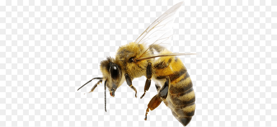 Bee Transparent Free Download Transparent Background Bee, Animal, Honey Bee, Insect, Invertebrate Png Image
