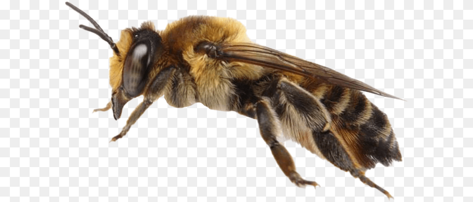 Bee Honeybee, Animal, Apidae, Bumblebee, Insect Free Transparent Png