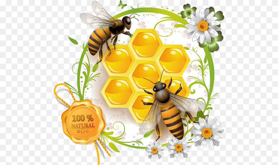 Bee Transparent Honey Bee Vector, Animal, Honey Bee, Insect, Invertebrate Free Png