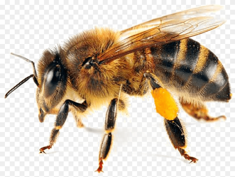 Bee Transparent Honey Bee White Background, Animal, Honey Bee, Insect, Invertebrate Free Png Download