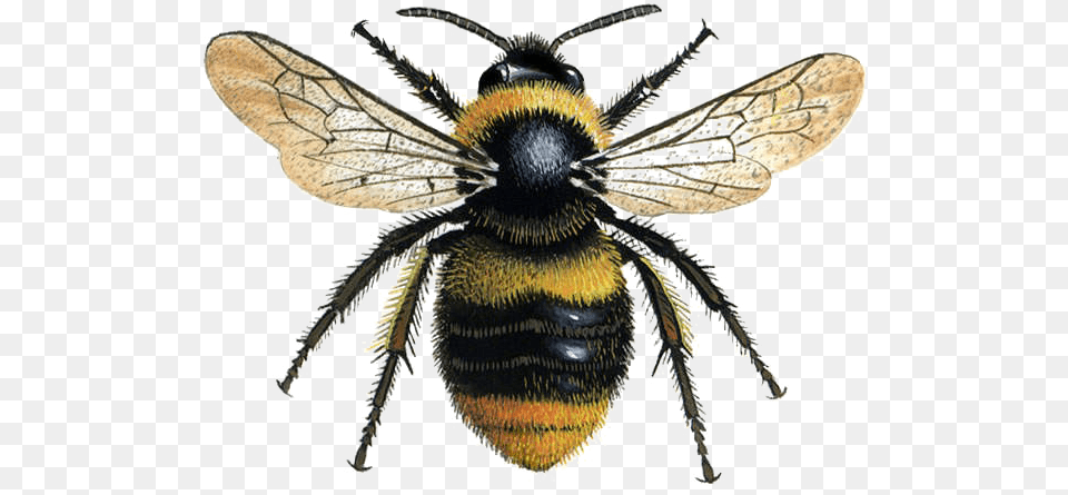 Bee Transparent Image Bumble Bee, Animal, Apidae, Bumblebee, Insect Free Png Download