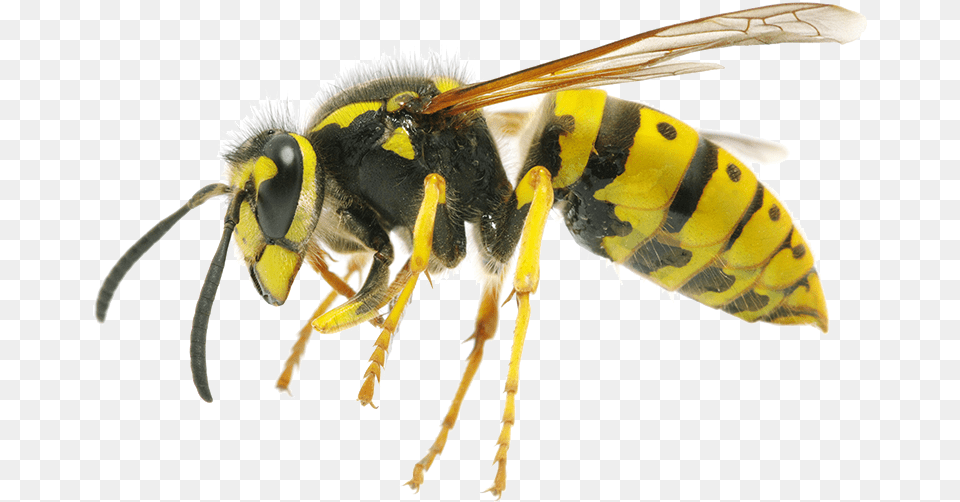 Bee Wasp, Animal, Insect, Invertebrate, Honey Bee Free Png Download