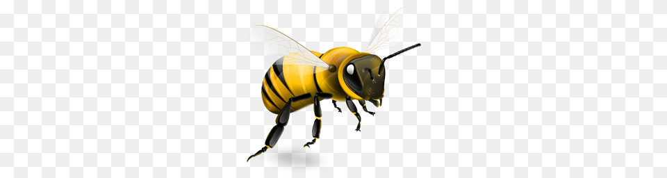 Bee Wasp Nest Removal Service, Animal, Invertebrate, Insect, Honey Bee Free Png Download