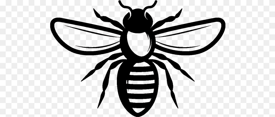 Bee Website Madame Coco Rpertoire Organik Bal Ekstreli El Kremi, Animal, Insect, Invertebrate, Wasp Png Image