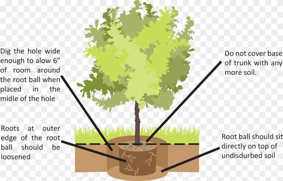 Beech 2014, Plant, Tree, Vegetation, Grove Png