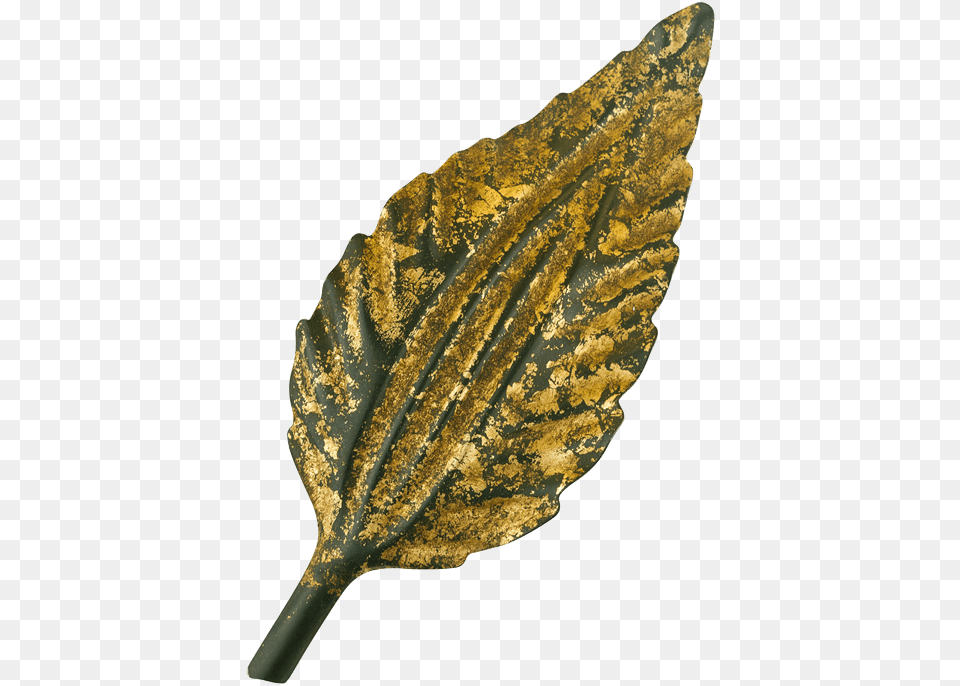 Beech, Leaf, Plant, Weapon, Animal Free Transparent Png