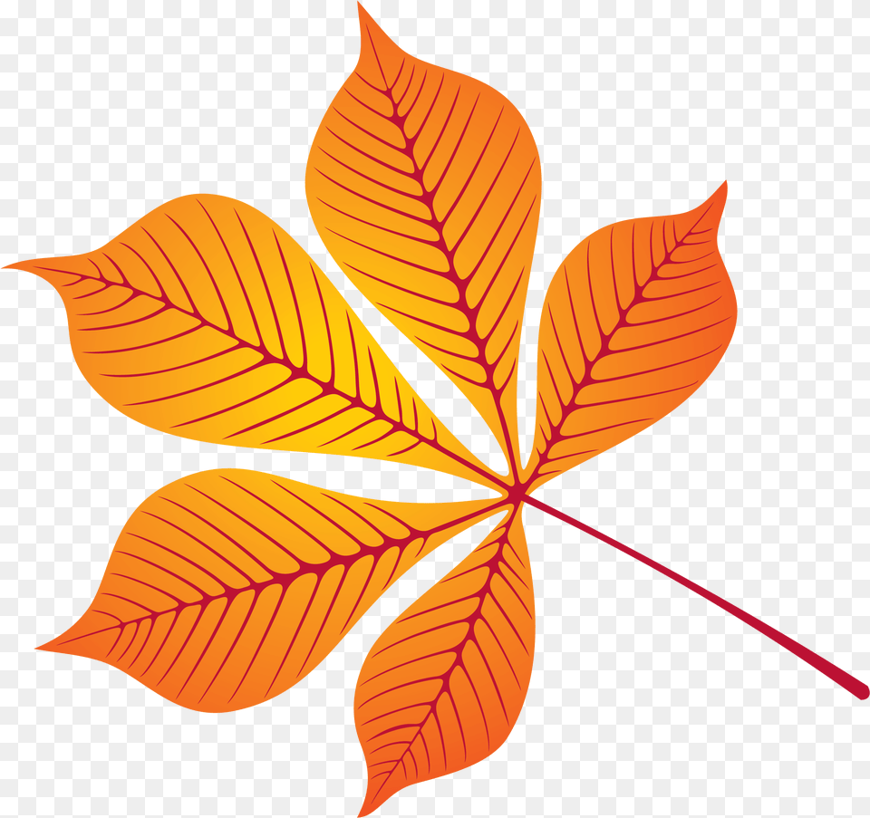 Beech, Leaf, Plant, Tree, Maple Leaf Free Png Download