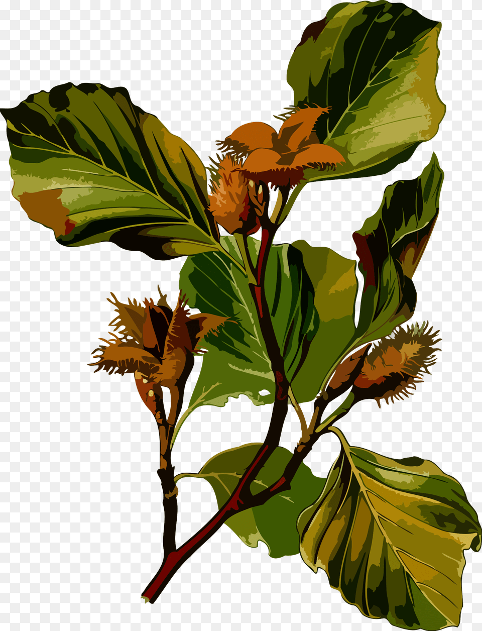 Beech Clip Arts Clip Art Beech Tree, Leaf, Plant, Acanthaceae, Flower Png