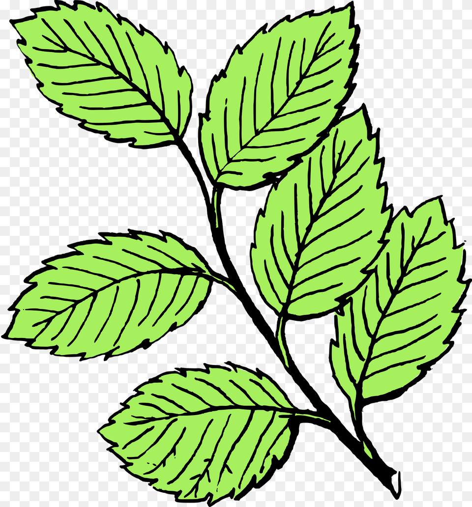 Beech Clipart, Herbs, Leaf, Mint, Plant Png