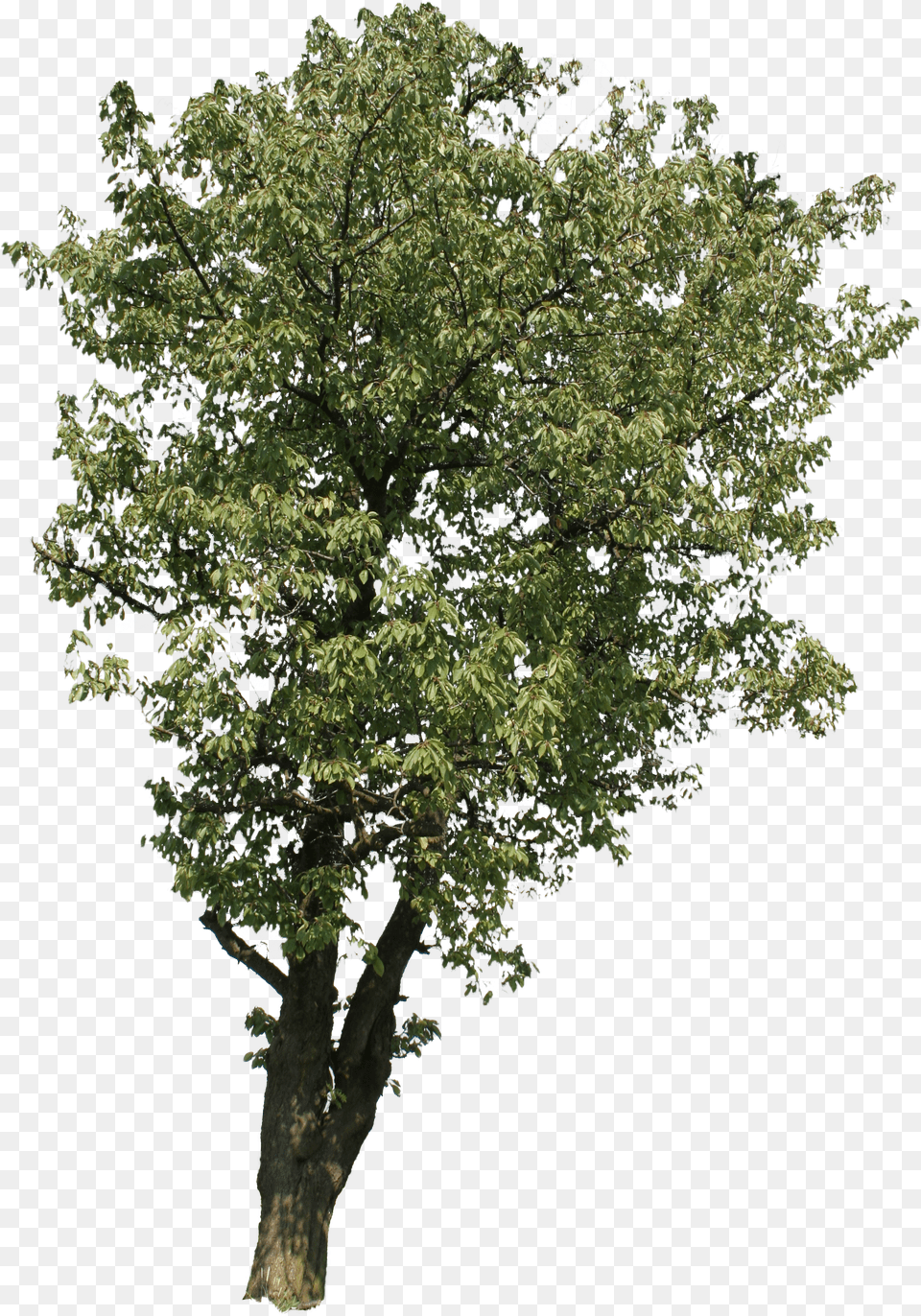 Beech Tree Free Png Download