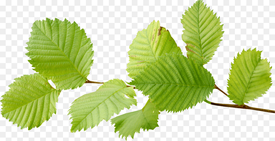Beech Tree Leaf, Plant, Vegetation Free Png Download