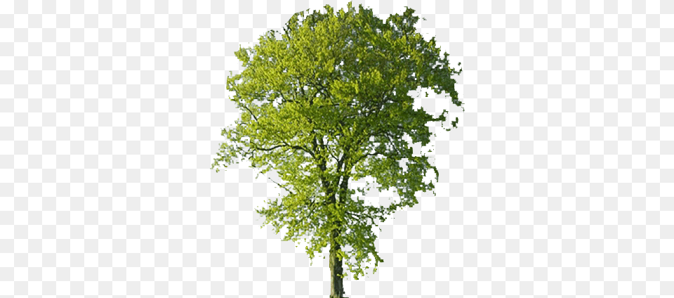 Beech Tree Transparent Background Free Images Beech Tree No Background, Oak, Plant, Sycamore, Tree Trunk Png Image