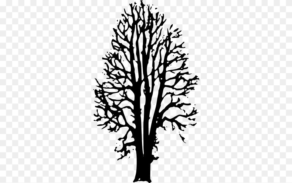 Beech Tree Vector Image, Gray Free Png