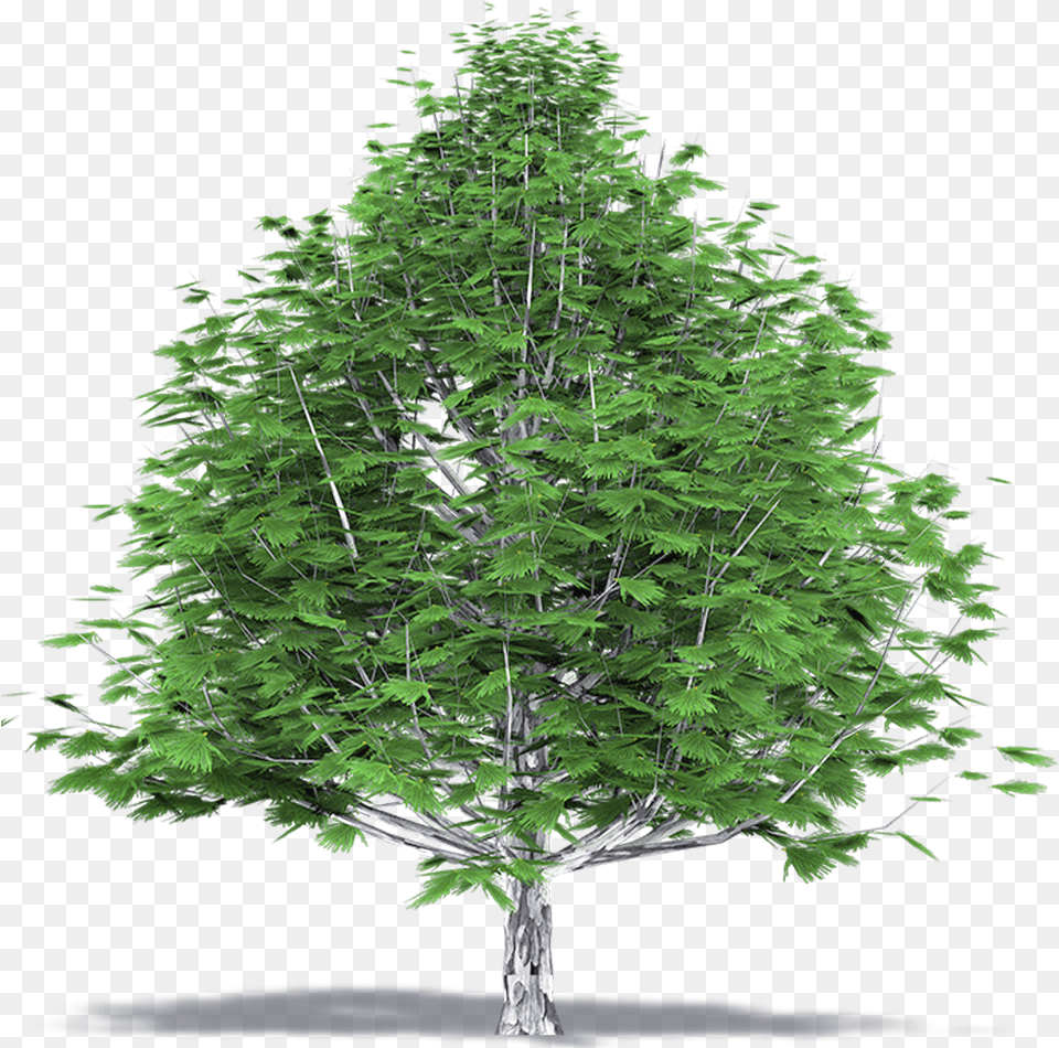 Beechwood Tree Top View Christmas Tree, Conifer, Fir, Plant, Green Free Transparent Png