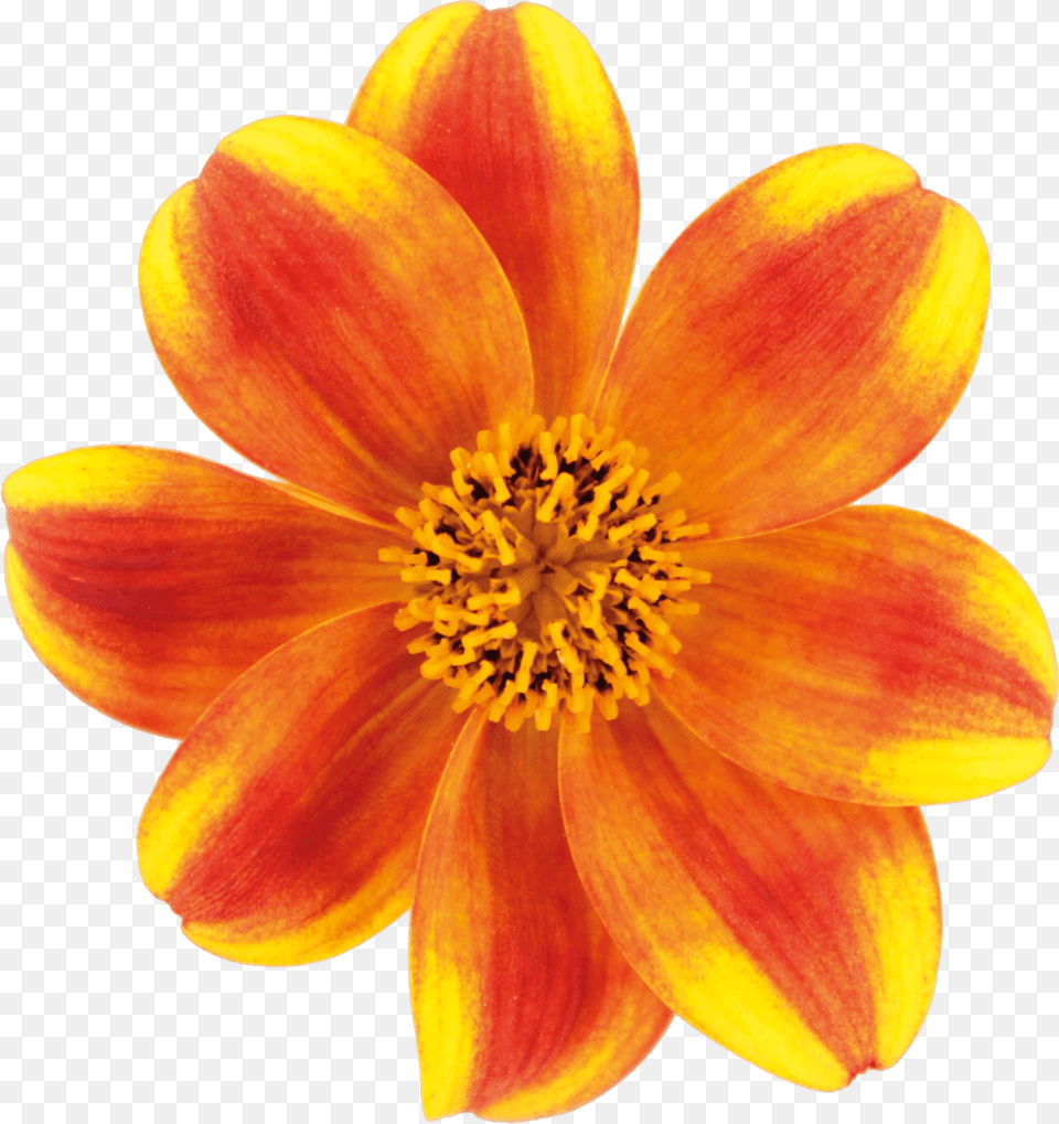Beedance Painted Red Psycholinguistics And Other Sciences, Anther, Dahlia, Daisy, Flower Png Image
