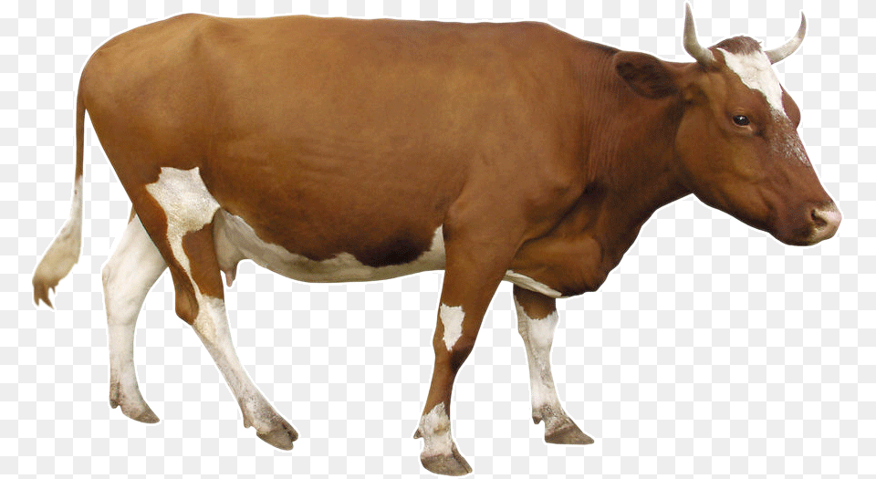 Beef Cattle Dairy Brown Brown Cow Background, Animal, Livestock, Mammal, Bull Free Transparent Png