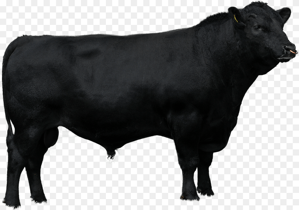 Beef Sires Brahman Cow Vector, Angus, Animal, Bull, Cattle Png Image