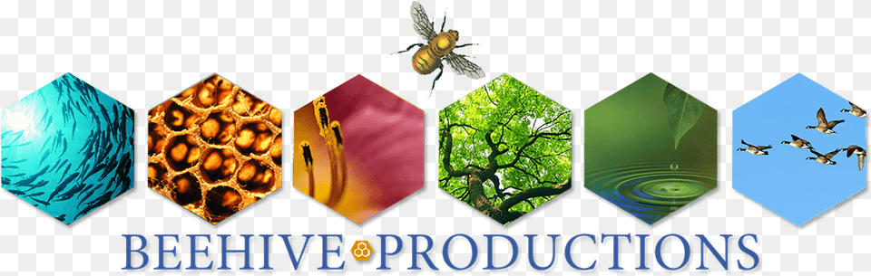Beehive Banner, Animal, Bee, Insect, Invertebrate Free Transparent Png