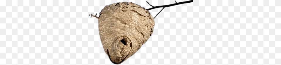 Beehive Hanging From Branch Bee Hive, Animal, Insect, Invertebrate, Wasp Png Image