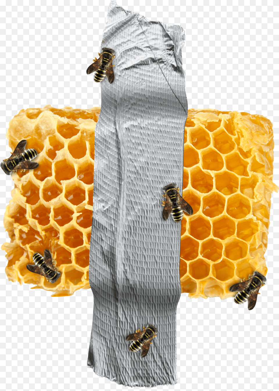 Beehive Pattern, Animal, Invertebrate, Insect, Wasp Png