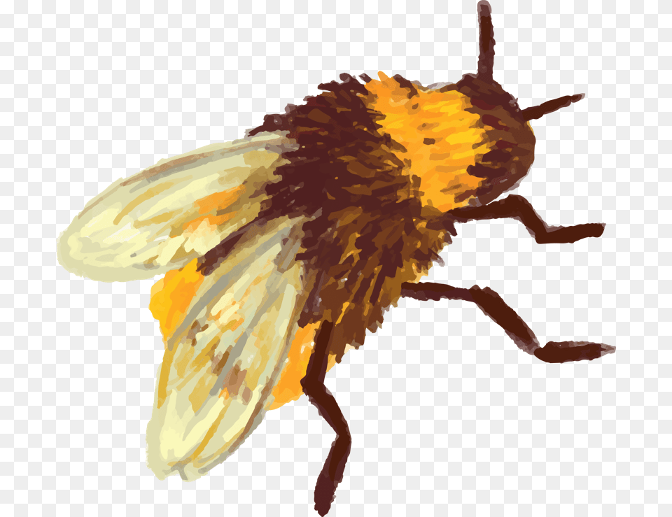 Beehive Vector Bee Download Honey Bee Beehive Honeycomb, Animal, Honey Bee, Insect, Invertebrate Free Png