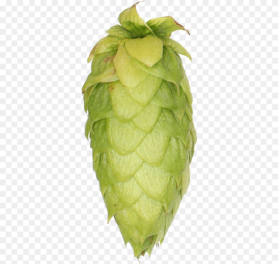 Beer, Leaf, Plant, Tree, Annonaceae Free Transparent Png