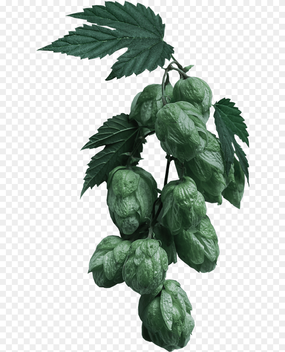 Beer Hops, Leaf, Herbal, Herbs, Plant Png Image