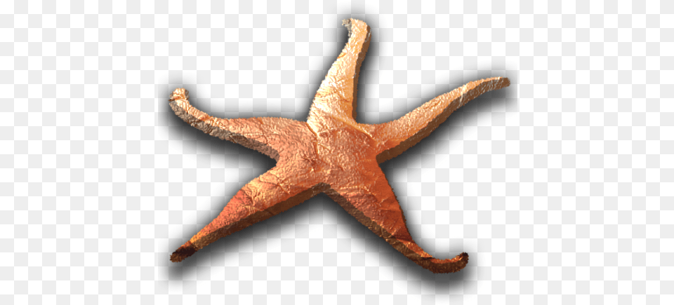 Beer Wine Cocktails Food Starfish, Animal, Sea Life, Invertebrate, Reptile Png