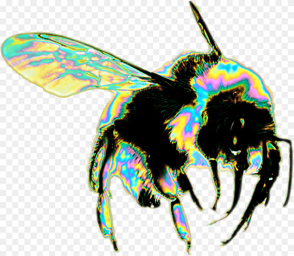 Bees, Animal, Apidae, Bee, Insect Png Image