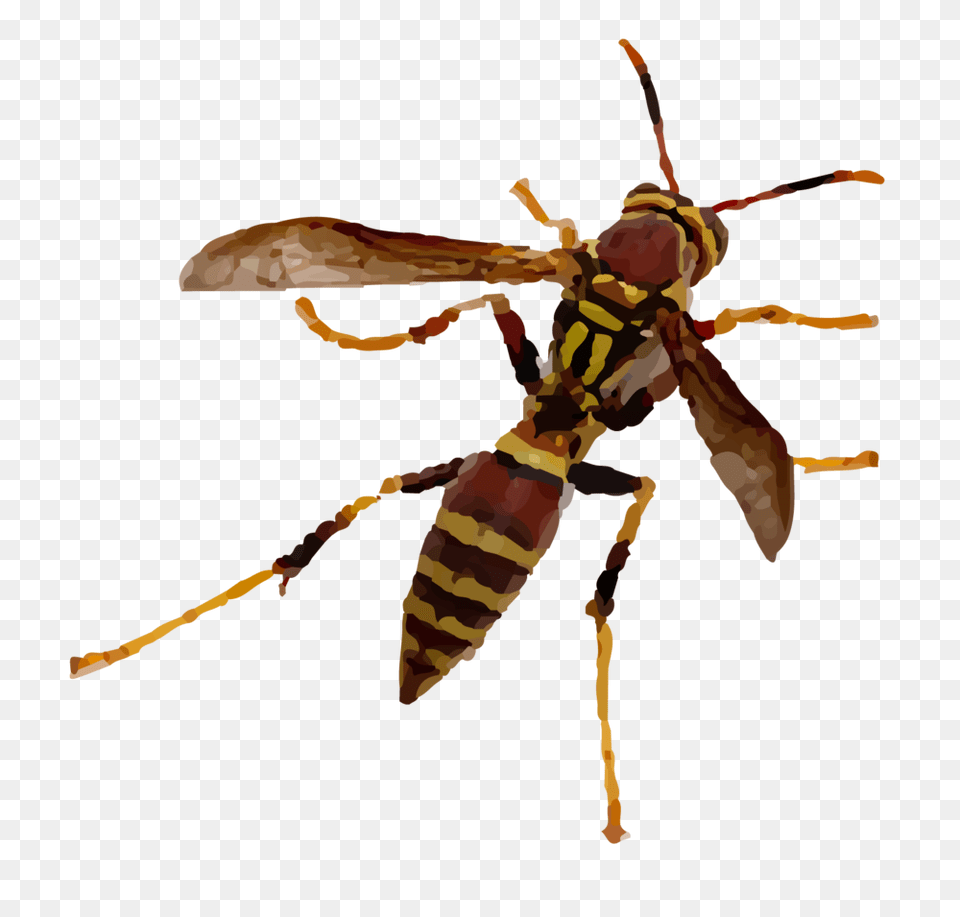 Bees And Wasps Green Pest Guys, Animal, Bee, Insect, Invertebrate Free Transparent Png