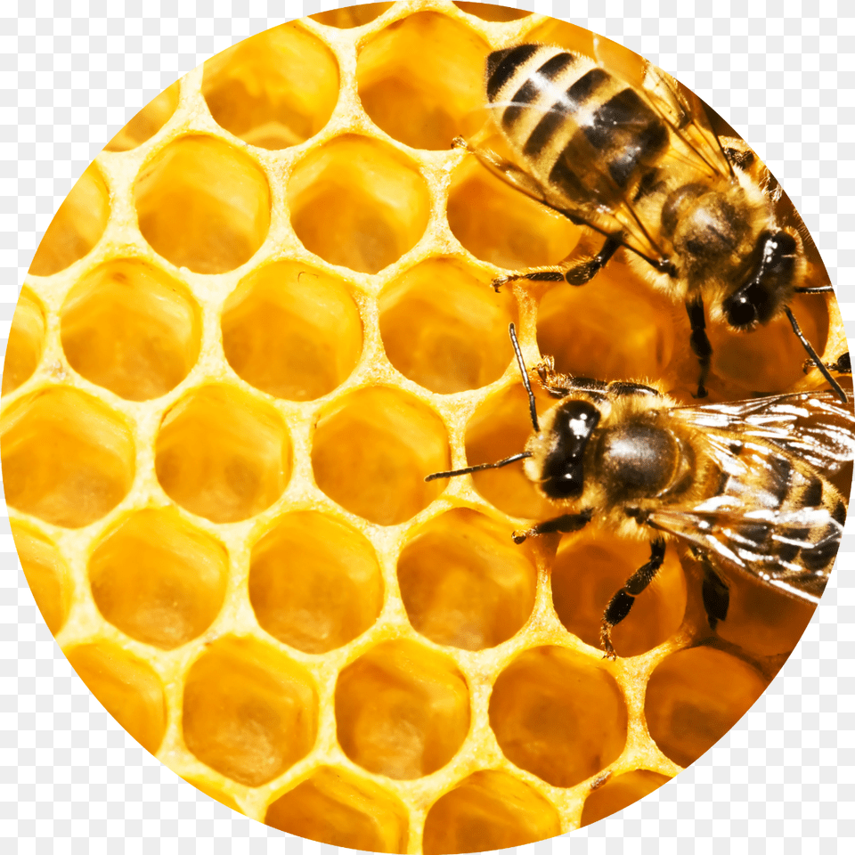 Bees On Honeycomb Hd, Animal, Bee, Invertebrate, Insect Free Png