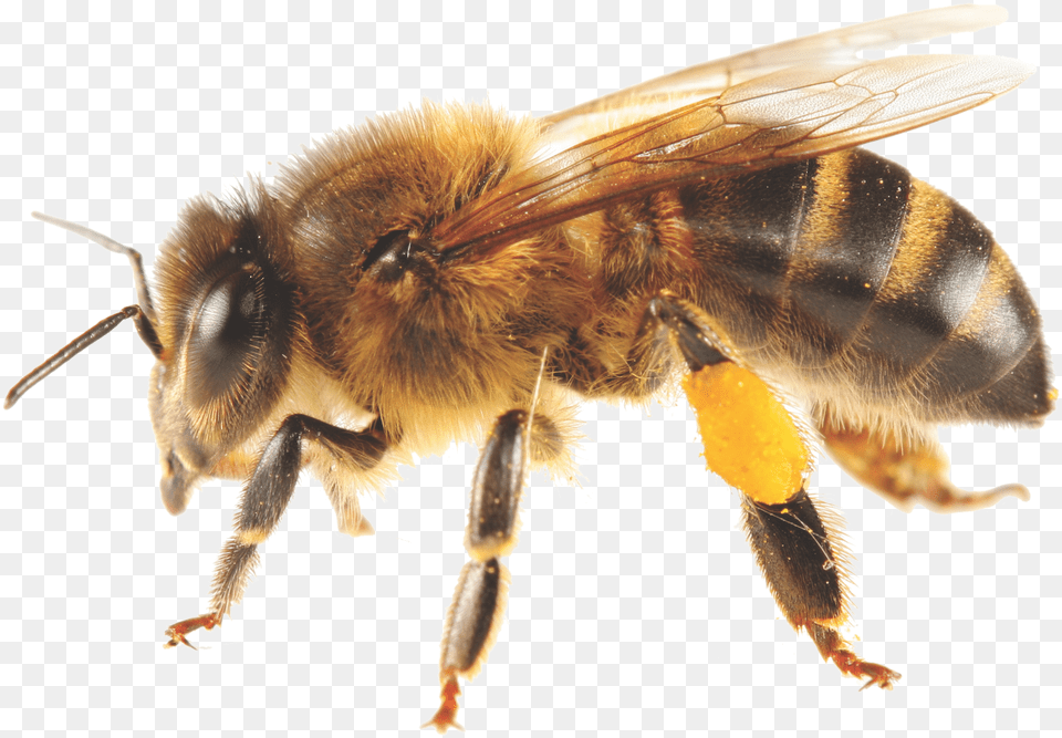 Bees Transparent Africanized Honey Bee, Animal, Honey Bee, Insect, Invertebrate Png Image