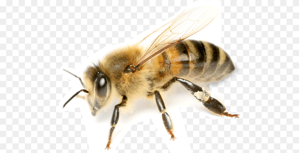 Bees Transparent Background Honey Bee Transparent Background, Animal, Honey Bee, Insect, Invertebrate Free Png Download